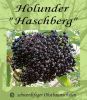 Gro�fruchtiger Holunder-Fiederbeere "Haschberg"