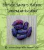 Sibirische Blaubeere "Lonicera kamtschatika", Buschform