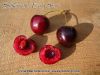 Kirschbaum, S��kirsche "Early Star"