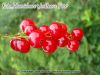 Rote Johannisbeere "Jonkheer van Tets" - Stammform