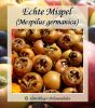 Mispelbaum, Halbstamm,  "Echte Mispel"