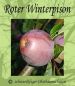 Preview: Apfelbaum, Winterapfel "Roter Winterpison"
