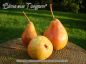 Preview: Birnenbaum, Herbstbirne "Birne aus Tongern"