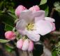 Preview: Apfelbaum, Herbstapfel 'Cox Orangenrenette' (Malus 'Cox Orange') - alte Apfelsorte!