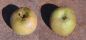 Preview: Apfelbaum, Winterapfel "Coulons Renette"