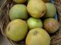 Preview: Apfelbaum, Winterapfel "Dronning Louise von Dänemark"