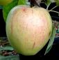 Preview: Apfelbaum, Winterapfel "Geflammter Kardinal"