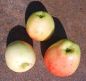 Preview: Apfelbaum, Winterapfel "Geflammter Kardinal"