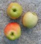 Preview: Apfelbaum, Winterapfel "Geflammter Kardinal"