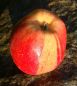 Preview: Apfelbaum, Winterapfel "Gestreifter Wintertaubenapfel""