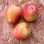 Preview: Apfelbaum, Winterapfel "Gestreifter Wintertaubenapfel""