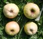 Preview: Apfelbaum, Winterapfel "Golden Delicious"