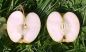 Preview: Apfelbaum, Winterapfel "Golden Delicious"