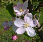 Preview: Apfelbaum, Winterapfel "Golden Delicious"