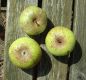 Preview: Apfelbaum, Winterapfel " Dithmarscher Goldpepping"