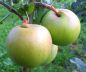 Preview: Apfelbaum, Winterapfel "Heider Küchenapfel"