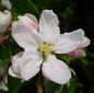 Preview: Apfelbaum, Winterapfel "Heider Küchenapfel"