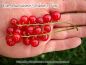 Preview: Rote Johannisbeere "Jonkheer van Tets" - Buschform/Strauchform