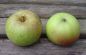 Preview: Apfelbaum, Winterapfel "Kasseler Renette"