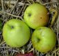 Preview: Apfelbaum, Winterapfel "Landsberger Renette"