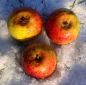 Preview: Apfelbaum, Winterapfel "Martini"