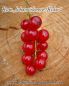 Preview: Johannisbeere "Rolan" - Johannisbeersorte als Buschform/Strauchform