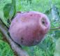Preview: Apfelbaum, Winterapfel "Roter Winterpison"