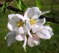 Preview: Apfelbaum, Winterapfel "Roter Winterpison"
