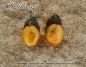 Preview: Zwerg-Pflaumenbaum / Zwergpflaume "Spilling/Spenling"