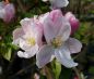 Preview: Apfelbaum, Winterapfel "Stahls Winterprinz"