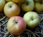 Preview: Apfelbaum, Winterapfel "Stina Lohmann"