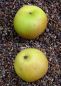 Preview: Apfelbaum, Winterapfel "Winterbanane"