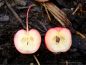 Preview: Zierapfelbaum, Zierapfel "Red Sentinel" - dekorative Zierapfelsorte!