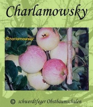 Apfelbaum, Sommerapfel "Charlamowsky"