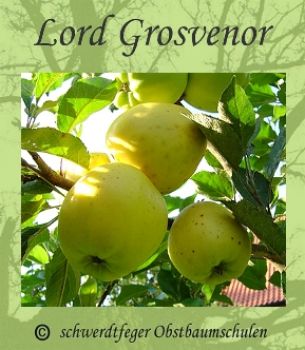 Apfelbaum, Sommerapfel "Lord Grosvenor"