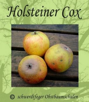 Alte Obstsorten, alte Apfelsorten - Ihr Obstbaum-Shop!  www.alte-obstsorten-online.de - Herbstapfel-Apfelbaum \'Holsteiner Cox\'  (Malus \'Holsteiner Cox\') - Apfelbaum-Shop!