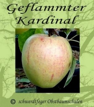 Apfelbaum, Winterapfel "Geflammter Kardinal"