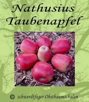 Apfelbaum, Winterapfel "Nathusius Taubenapfel"