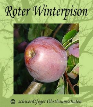 Apfelbaum, Winterapfel "Roter Winterpison"