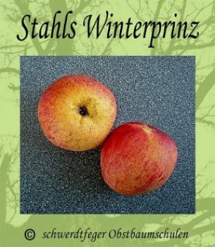 Apfelbaum, Winterapfel "Stahls Winterprinz"