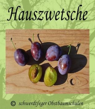 Zwetschgenbaum "Hauszwetschge" - Zwetsche/Zwetschge