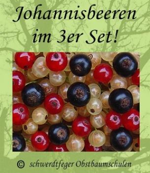 3er Sparset! Johannisbeeren - rote/schwarze/weiße Johannisbeere - Stammform