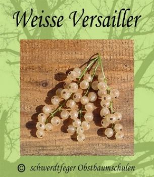 3er Sparset! Johannisbeeren - rote/schwarze/weiße Johannisbeere - Stammform