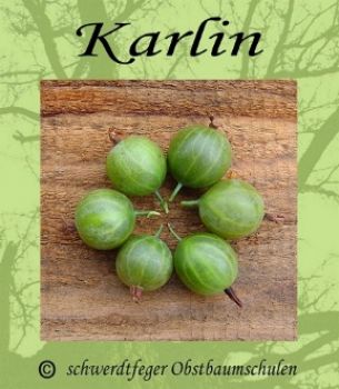 Stachelbeere-Grün "Karlin" - Stammform - robuste Stachelbeersorte!