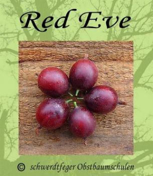 Stachelbeere-Rot "Red Eve" - Stammform, robuste Stachelbeersorte!