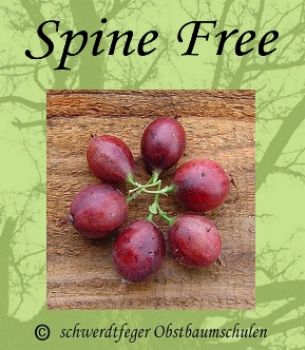 Stachelbeere-Rot "Spine Free" - Stammform, robuste Stachelbeersorte!