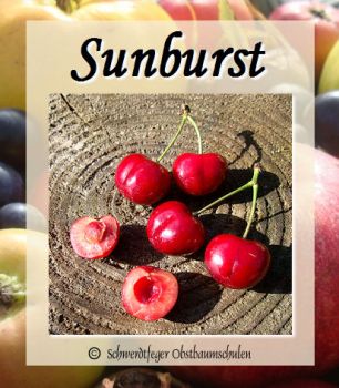 Kirschbaum, Süßkirsche "Sunburst"