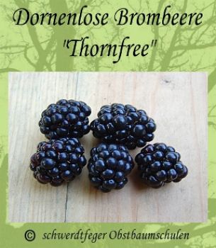 Dornenlose Brombeere (Rubus fruticosus) 'Thornfree' - halb-immergrün!