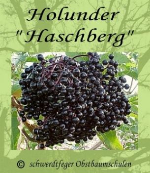 Holunder / Fiederbeere ´Haschberg´ - robuste Holundersorte!
