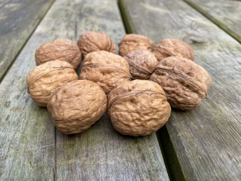 Walnuss, Walnussbaum - Juglans regia (echter Walnussbaum) für den Hausgarten!